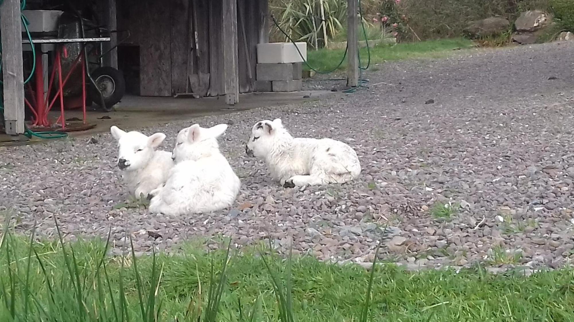 Kenmare Eco Lodge エクステリア 写真